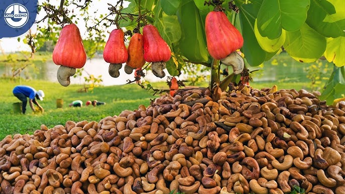 Premium Cashew Nuts